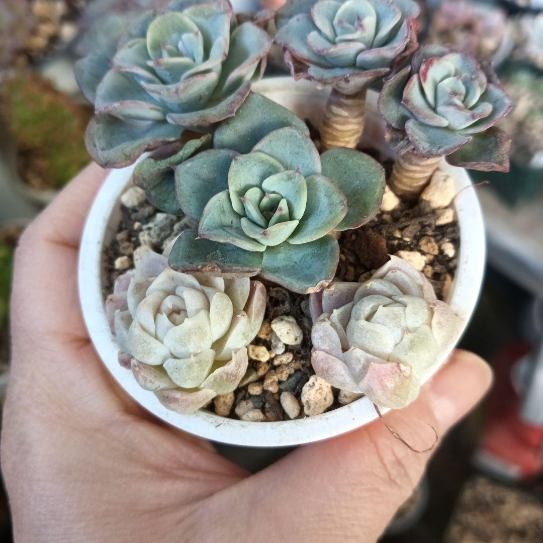 ヒューミリス　ピーチ＆クリーム群生　セット　多肉植物