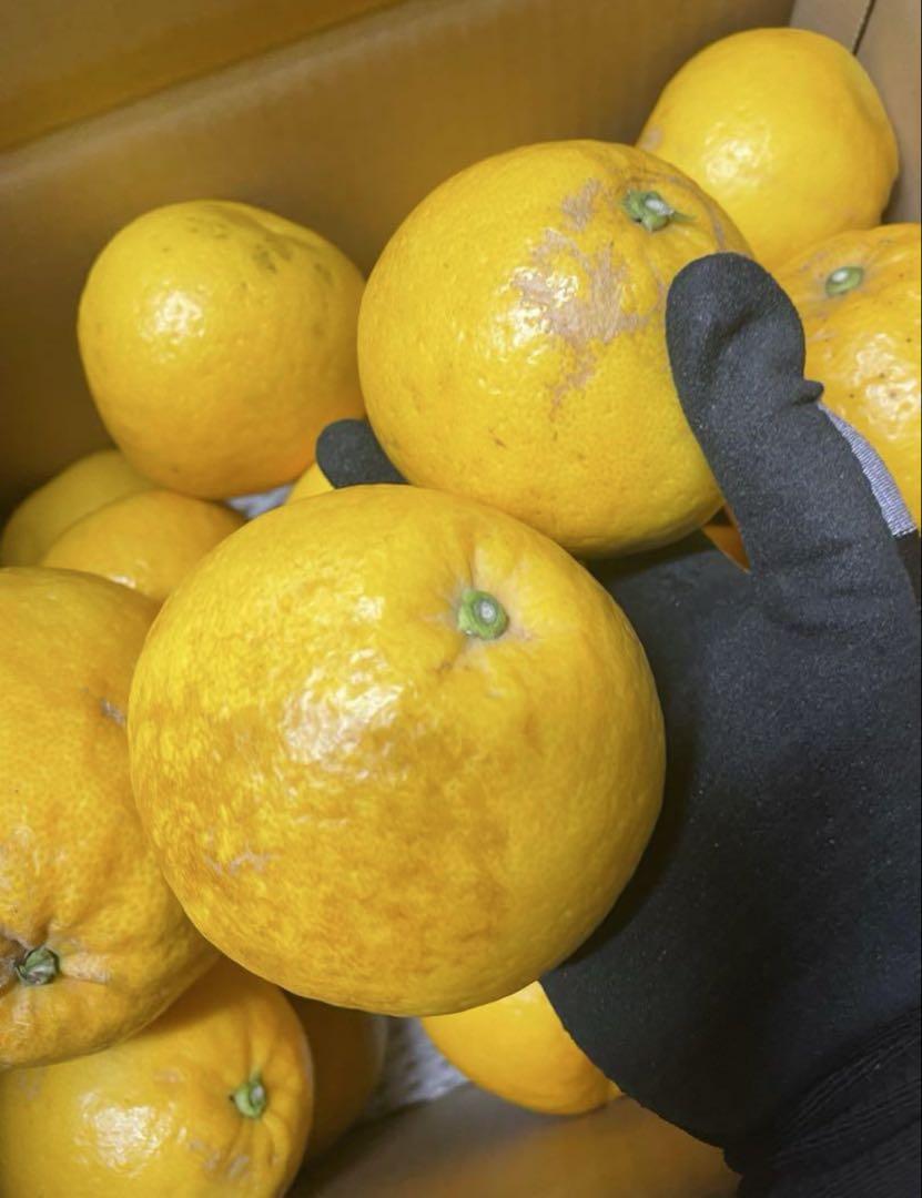 愛媛県産　河内晩柑　家庭用　8キロ　×２箱　旬の柑橘