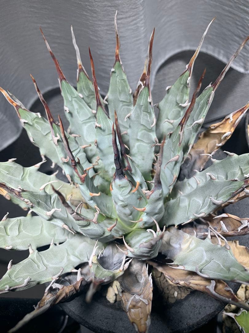 アガベ エボリスピナ ベアルート発根済み 前コメントお願いします目立った傷や汚れなし YUZUMIYA_COM