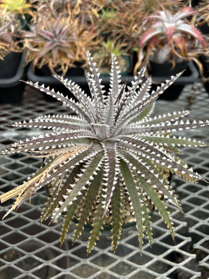 人気 ディッキア ビッグブラザー Dyckia Big Brother