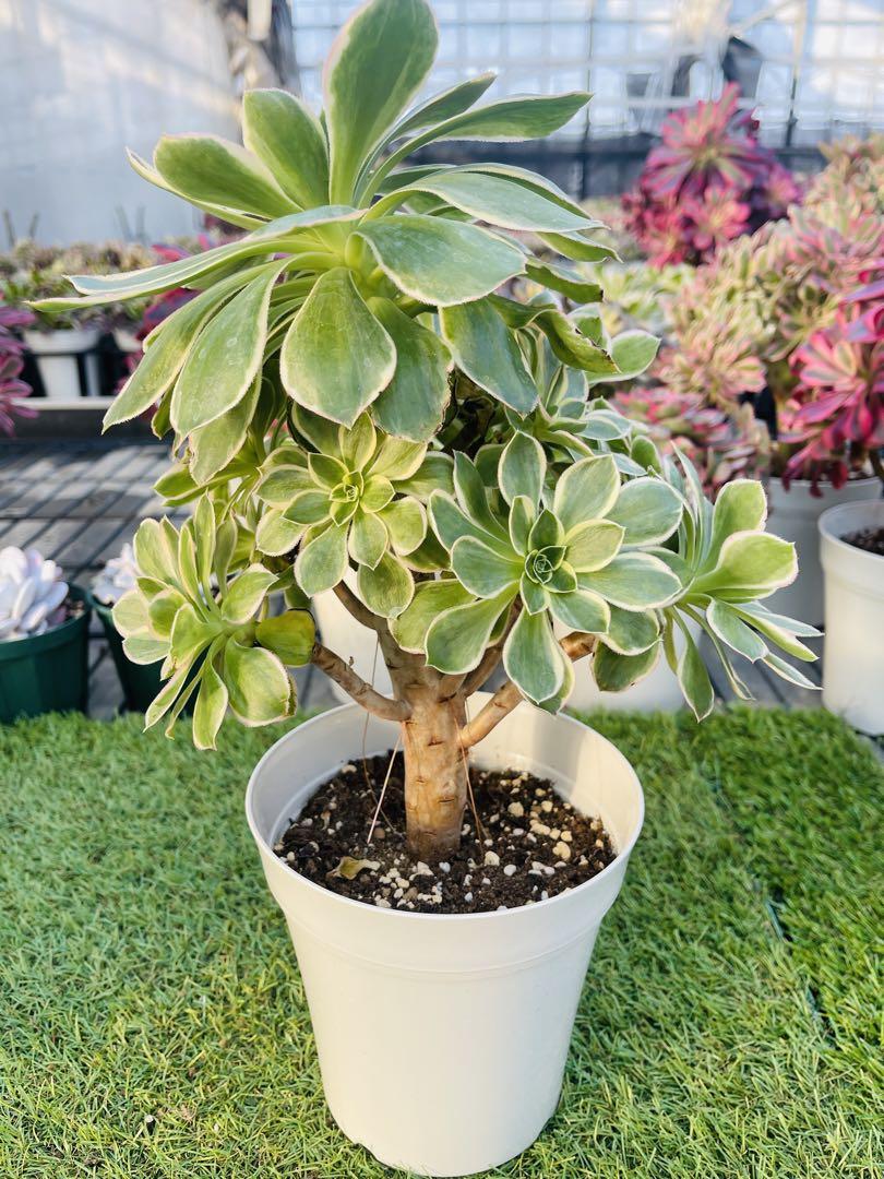 多肉植物❤️グリーンローズ法師錦❤️アエオニウム　鉢ごと発送 お 手頃 価格フラワー・ガーデニング - 多肉植物❤️グリーン