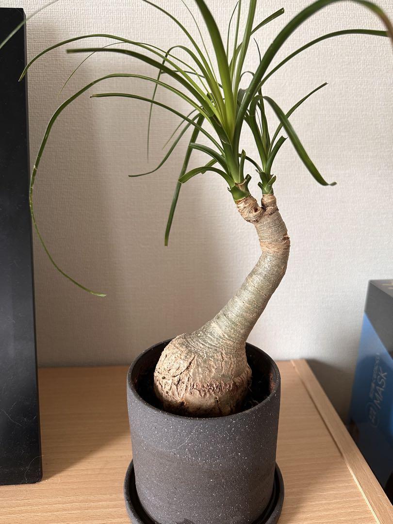 【レア形状】ポニーテール　トックリラン
