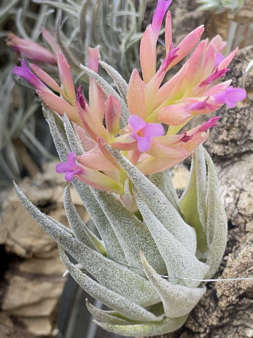 m*c様 Tillandsia brachyphylla