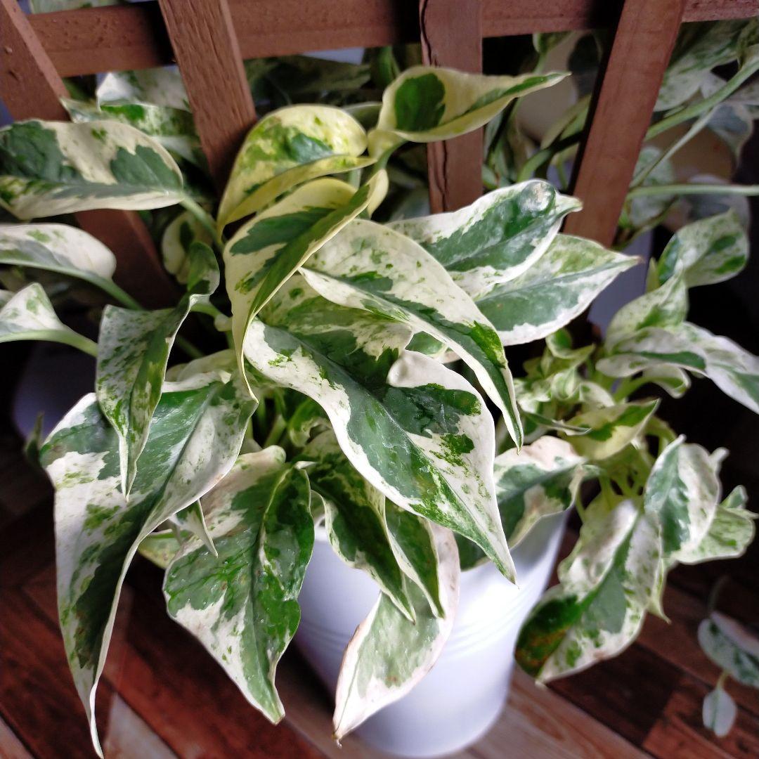 希少株ポトスエクセレント | www.gamescaxas.com