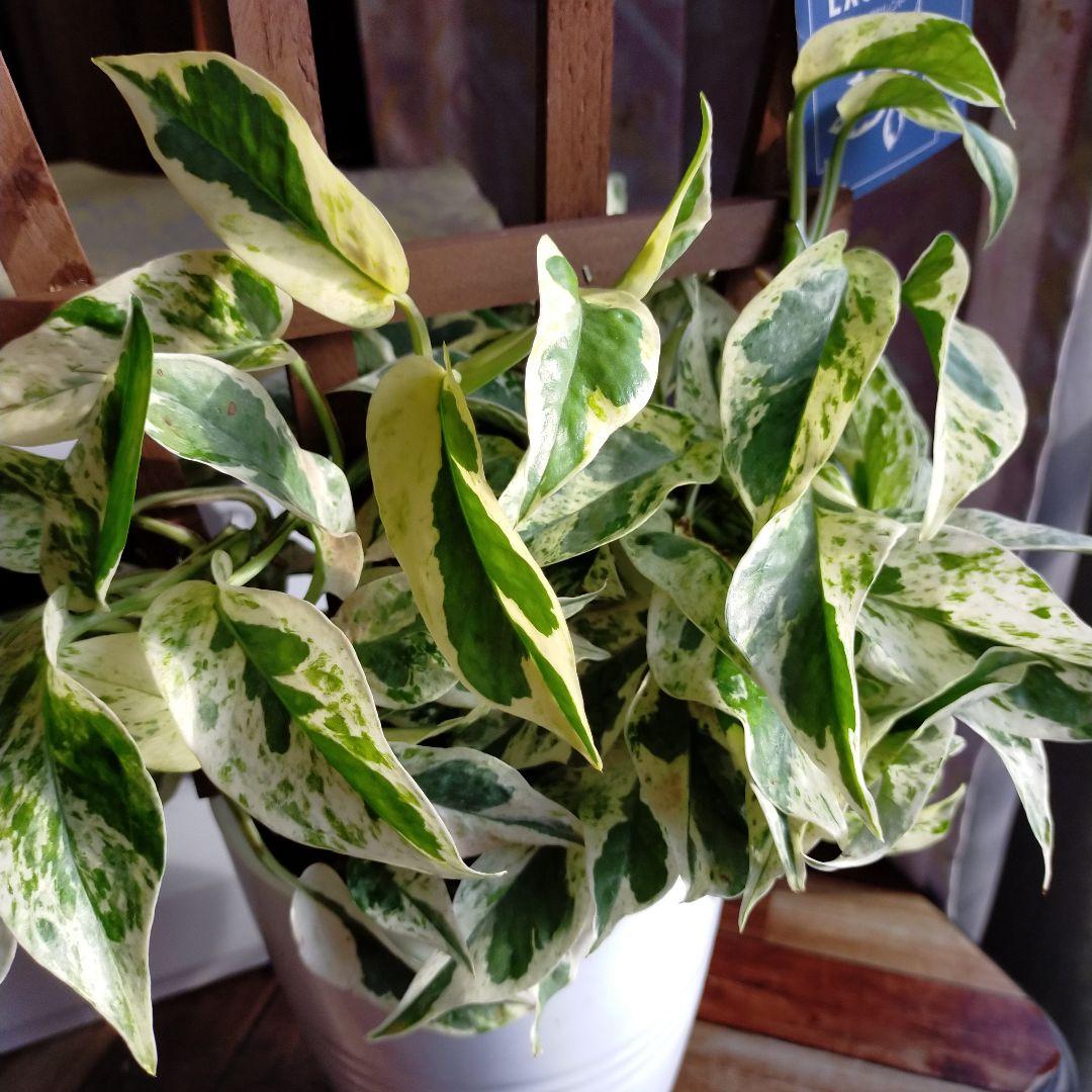 希少株ポトスエクセレント | tspea.org