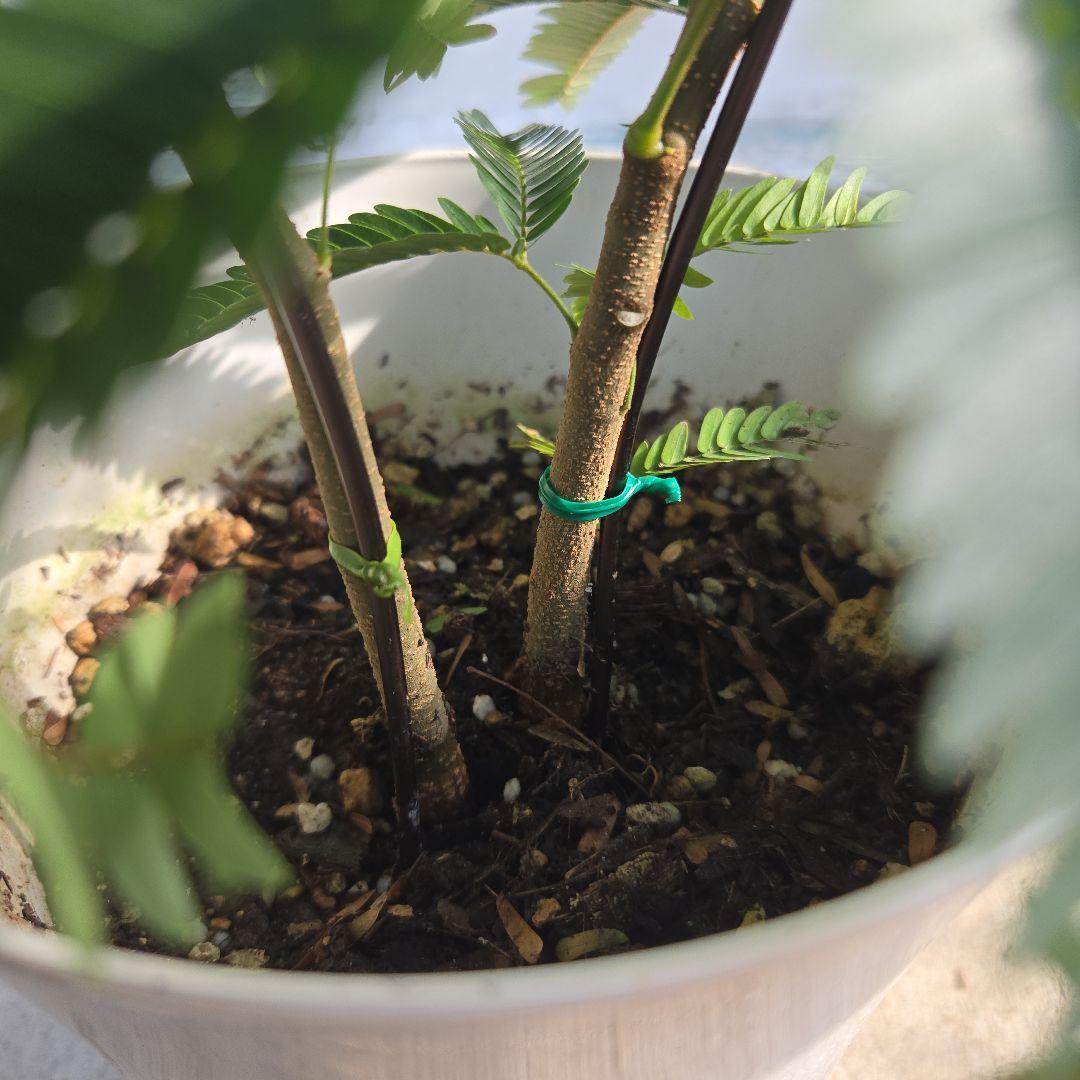 ⑨ エバーフレッシュ 曲がり仕立て 5号2本植え‼️ - メルカリ