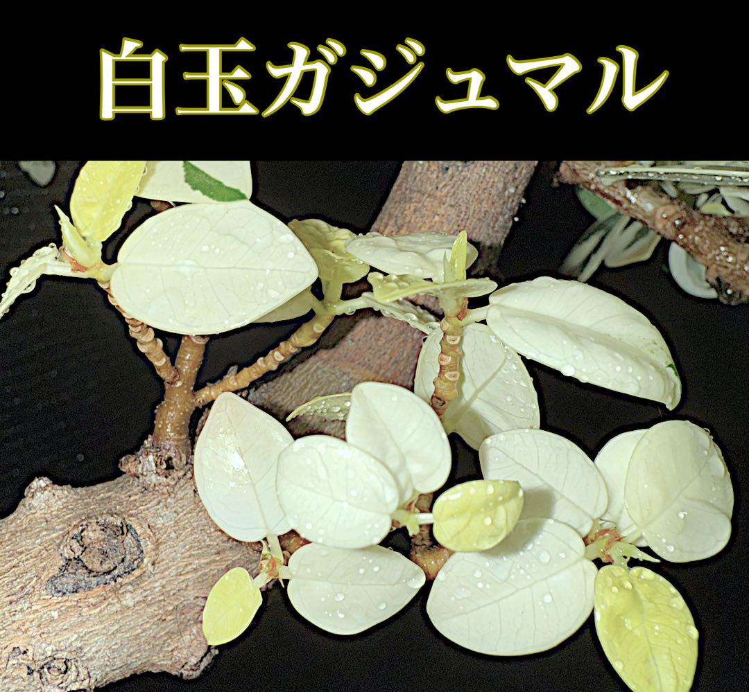 ぽ*ん様 元祖　⬛︎ 白 パンダ ガジュマル ⬛︎ 挿し木専用 観葉植物 ガジュマル 4号 パンダ 朴仕立て ハピ 白 L 付き