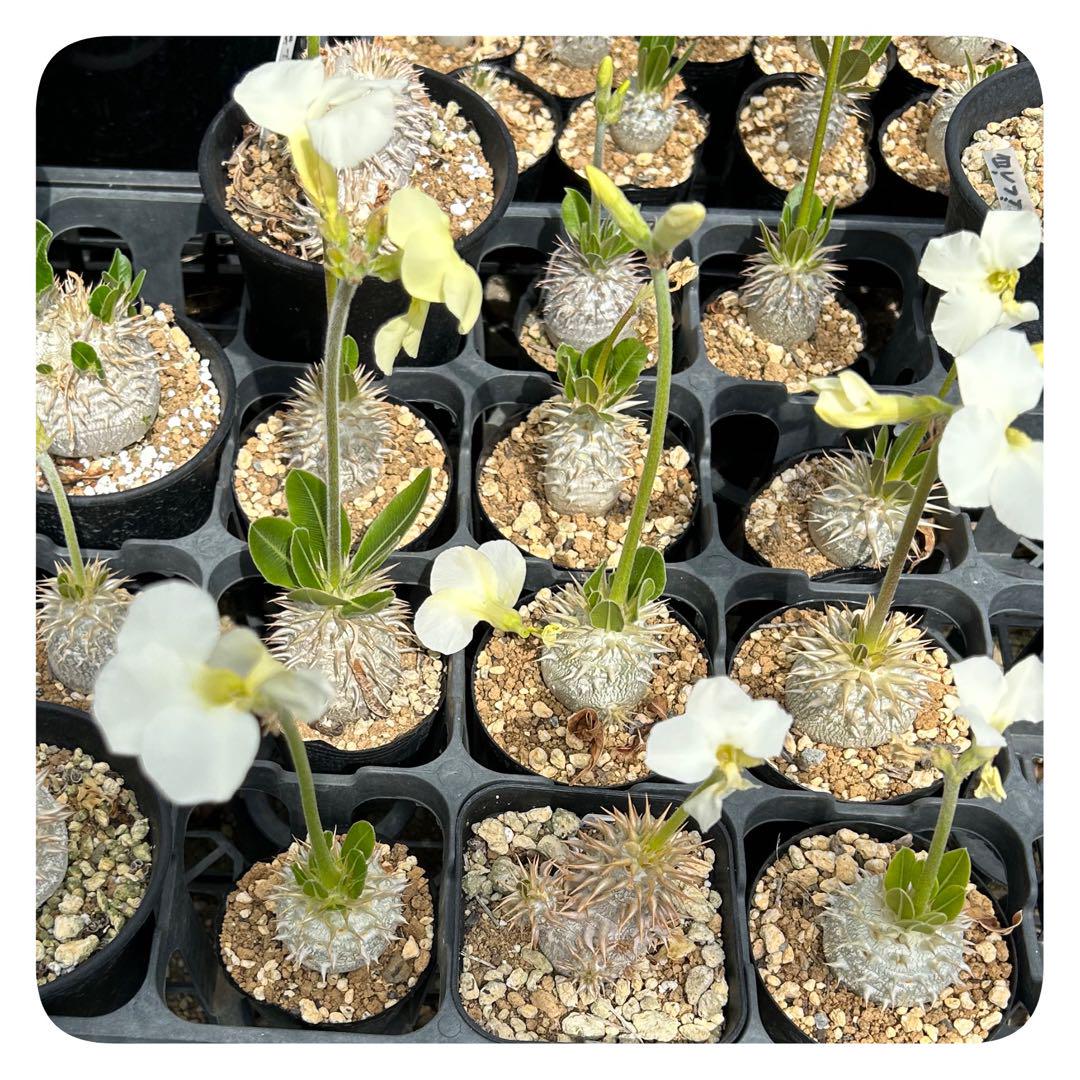 Amazon.co.jp: 自家採種した超新鮮な パキポディウム 白花