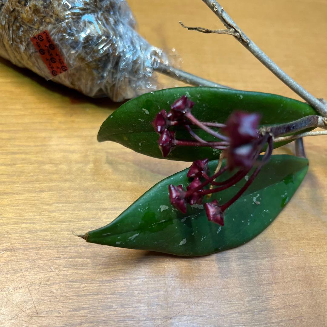 ホヤ ロイヤルハワイアンパープル - メルカリ