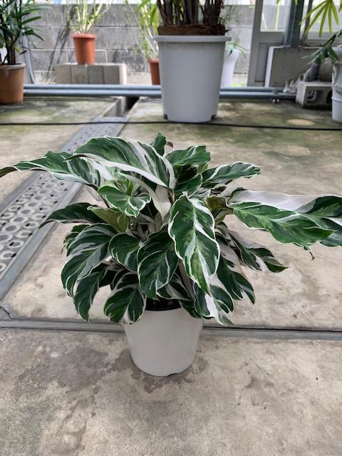 (激レア）カラテア　ホワイトフュージョン5号　観葉植物　ＮＯ2
