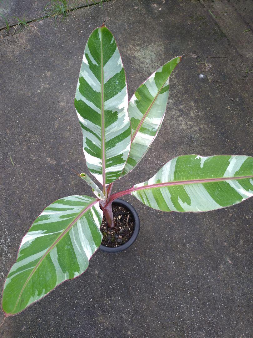 高質で安価 16アエアエバナナ メルカリ - 斑入りバナナ その他観葉植物