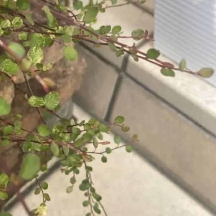 ワイヤープランツ 30本カット切り苗 挿し穂 挿し木 寄せ植え 観葉植物水栽培 メルカリ