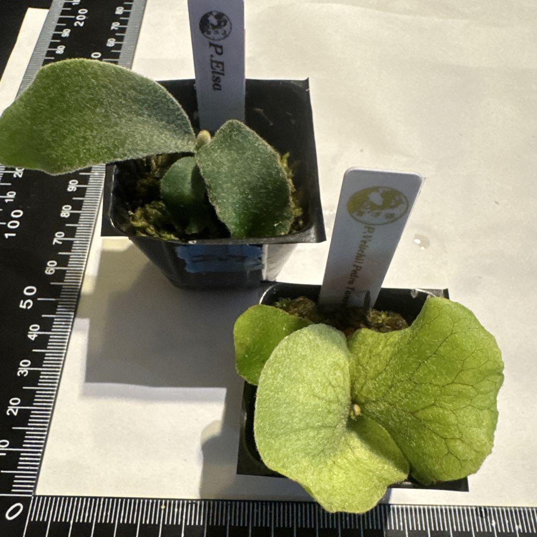 2種set エルサOC、ペドロタツタOC