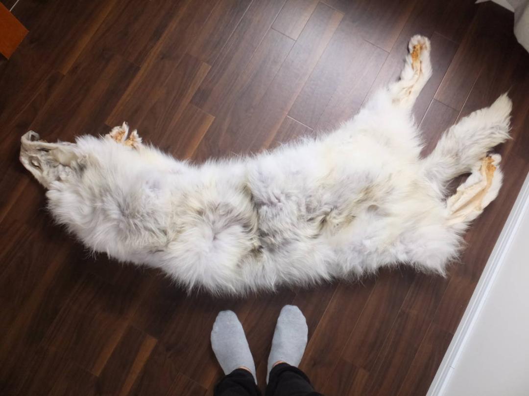大きな狼の毛皮！オオカミ！190センチ×100センチ!