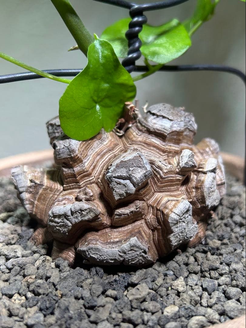 鉢のまま発送 深裂株