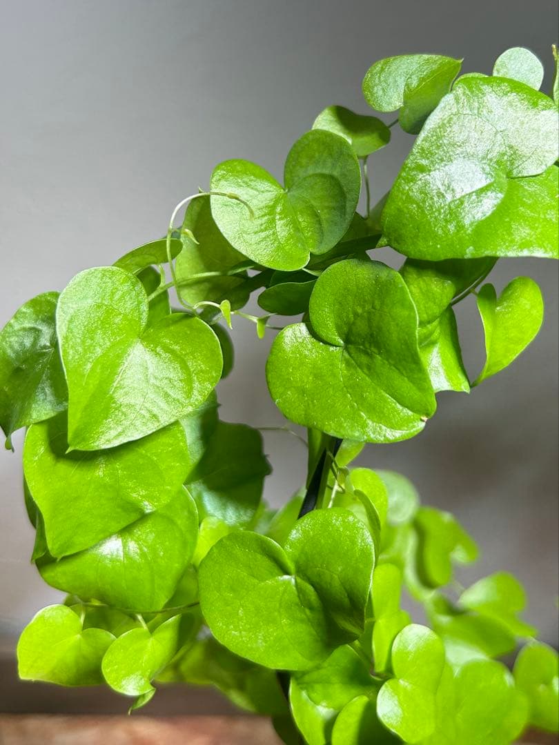 鉢のまま発送 深裂株