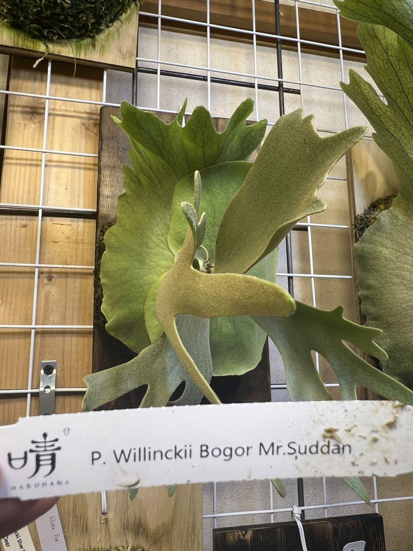 P. willinckii Bogor Mr. Suddan ボゴール スーダン