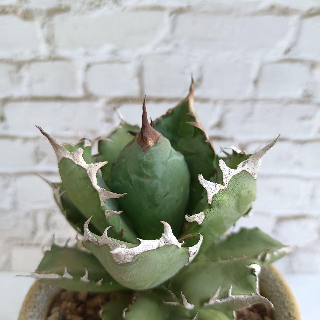 国産得価 アガベ 姫厳龍 葉短強棘 極上特選株 E6x4l-m76165453758 agave チタノタ HOT低価
