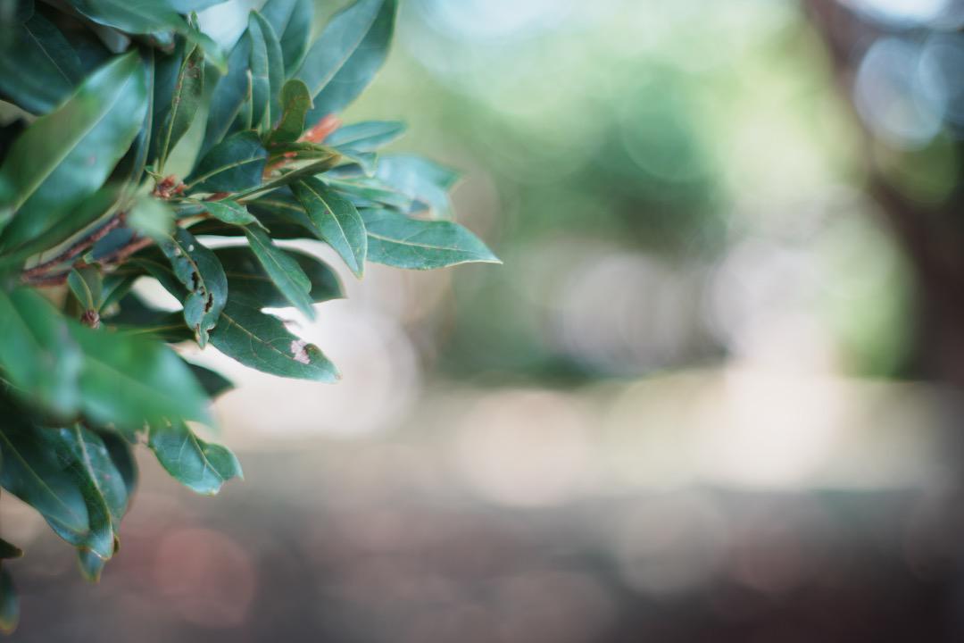 【虹色ゴースト】ミノルタ MC-ROKKOR PF 58mm F1.4 後 30