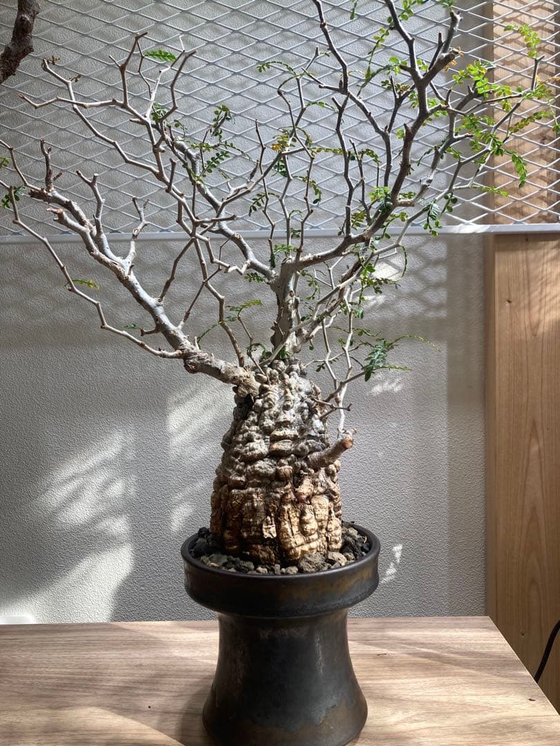 オペルクリカリア パキプス 安心株