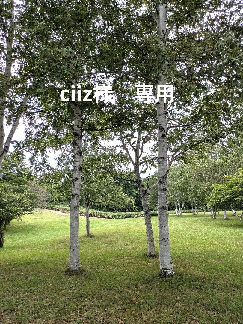 バードアスレチック　ciiz様専用　止まり木
