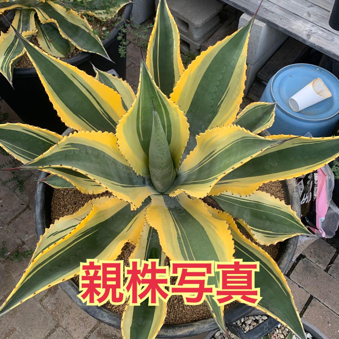 アガベ リップルエフェクト カキ仔 らくらくメルカリ便抜き苗発送 アガベ リップルエフェクト カキ仔 らくらくメルカリ便抜き苗