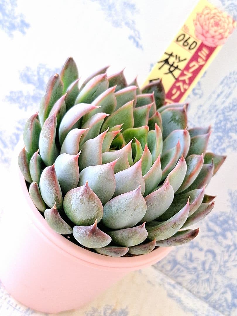 桜鬼　札付きポットごとメルカリ便おらいさん苗ミックスベリア