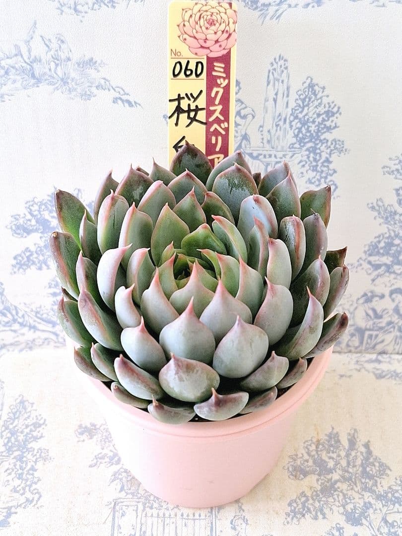 桜鬼　札付きポットごとメルカリ便おらいさん苗ミックスベリア