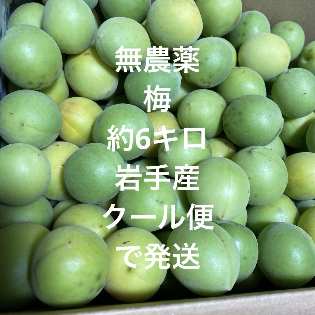 無農薬 梅 約6キロ 岩手産 クール便で発送 - メルカリ