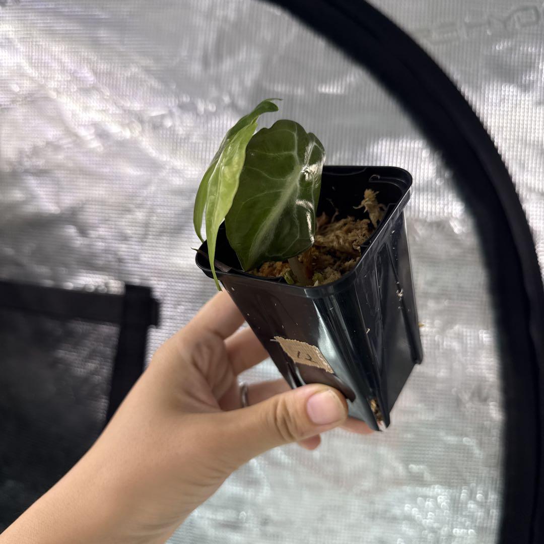 アロカシア ヴェノム Alocasia 'Venom' 管理番号s12 - メルカリ