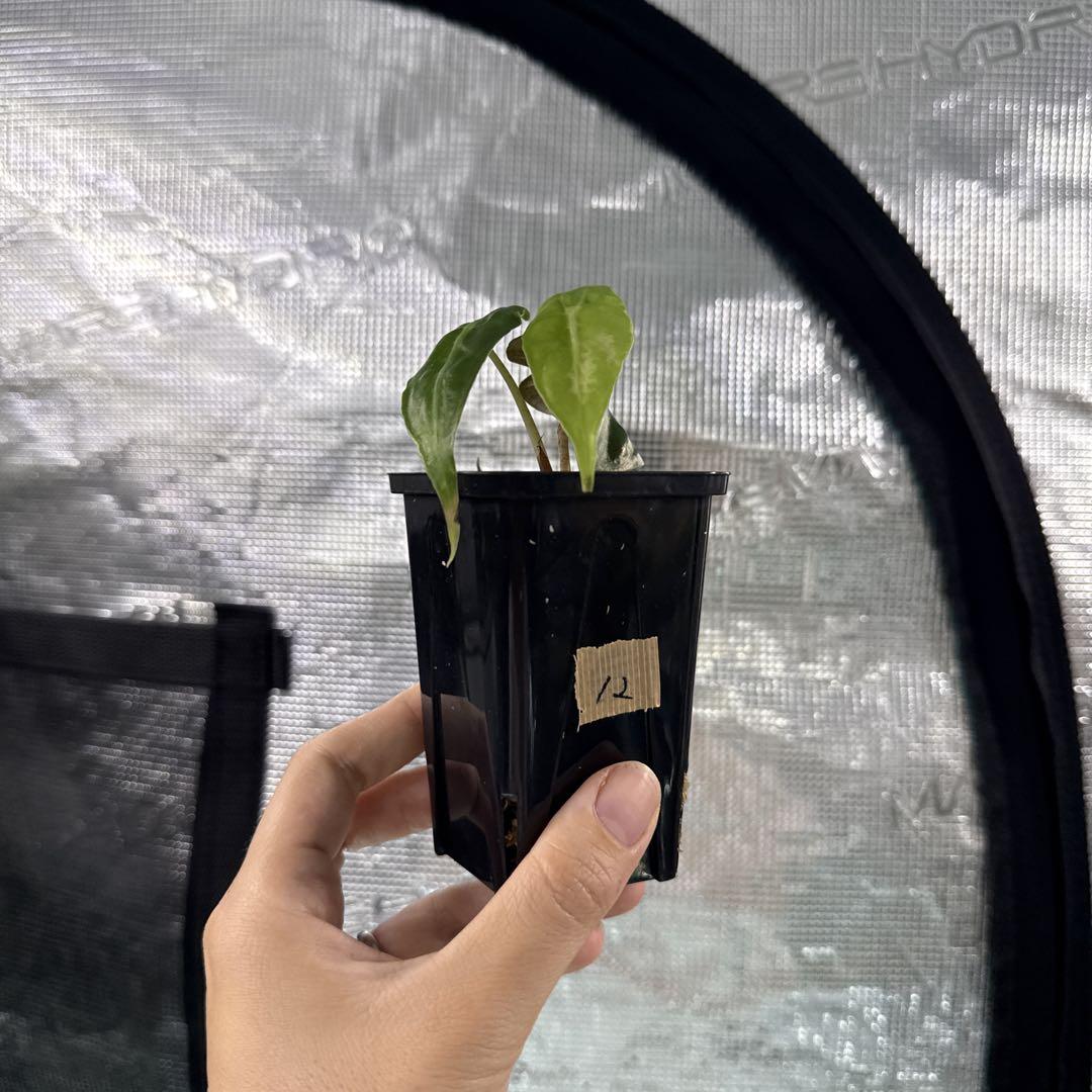 アロカシア ヴェノム Alocasia 'Venom' 管理番号12 アロカシア ヴェノム Alocasia 'Venom' 管理番号s12 - メルカリ