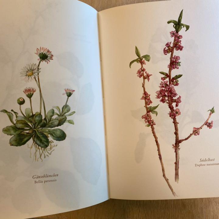 希少】Blumenfibel ドイツ植物画 ボタニカルアート
