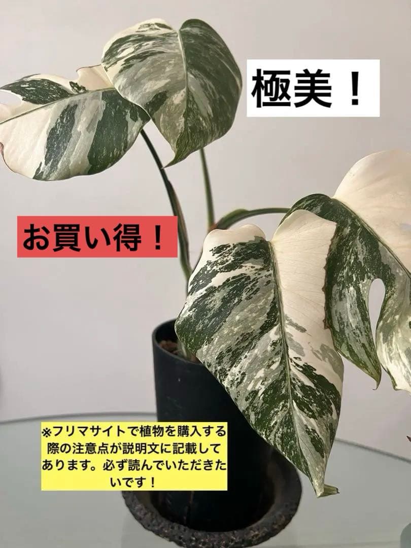 大人気！美株！モンステラ・ホワイトタイガー！節複数・株分け可能！