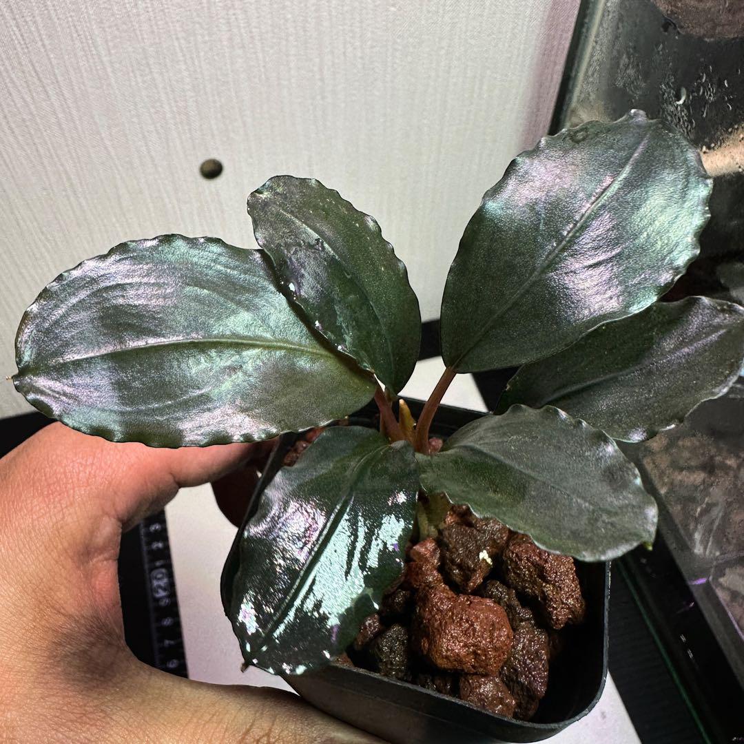 ブセファランドラ Mukok 丸葉　レア