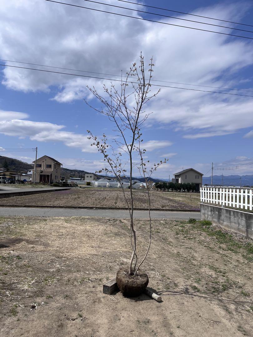 山採り コハウチワカエデ