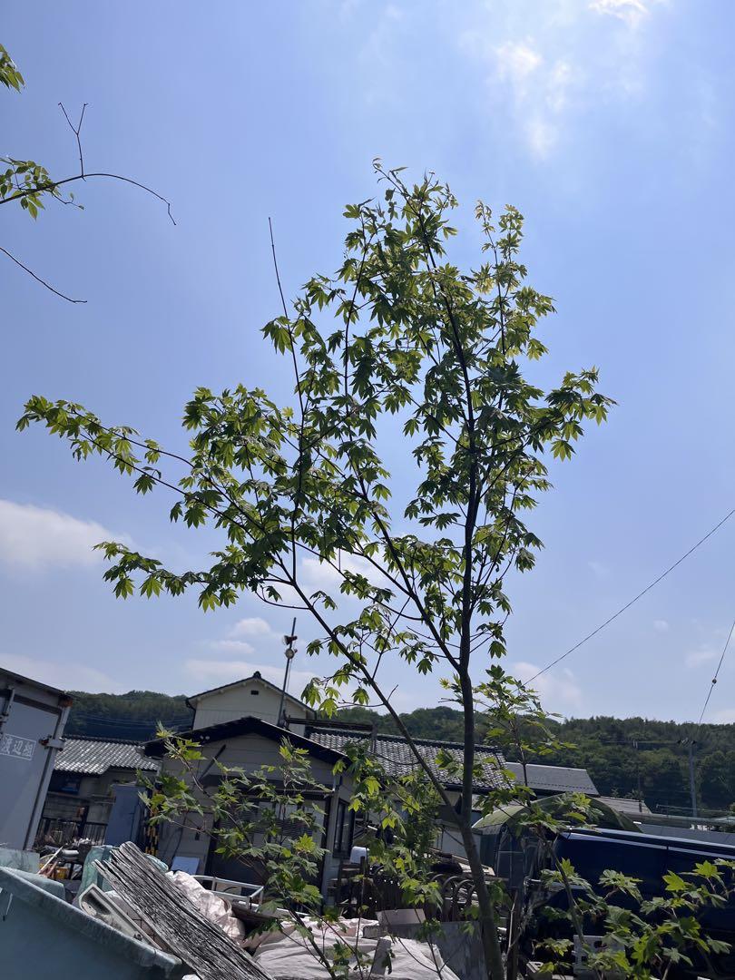コハウチワカエデ/山採り天然木【現品発送】管理70449 落葉樹