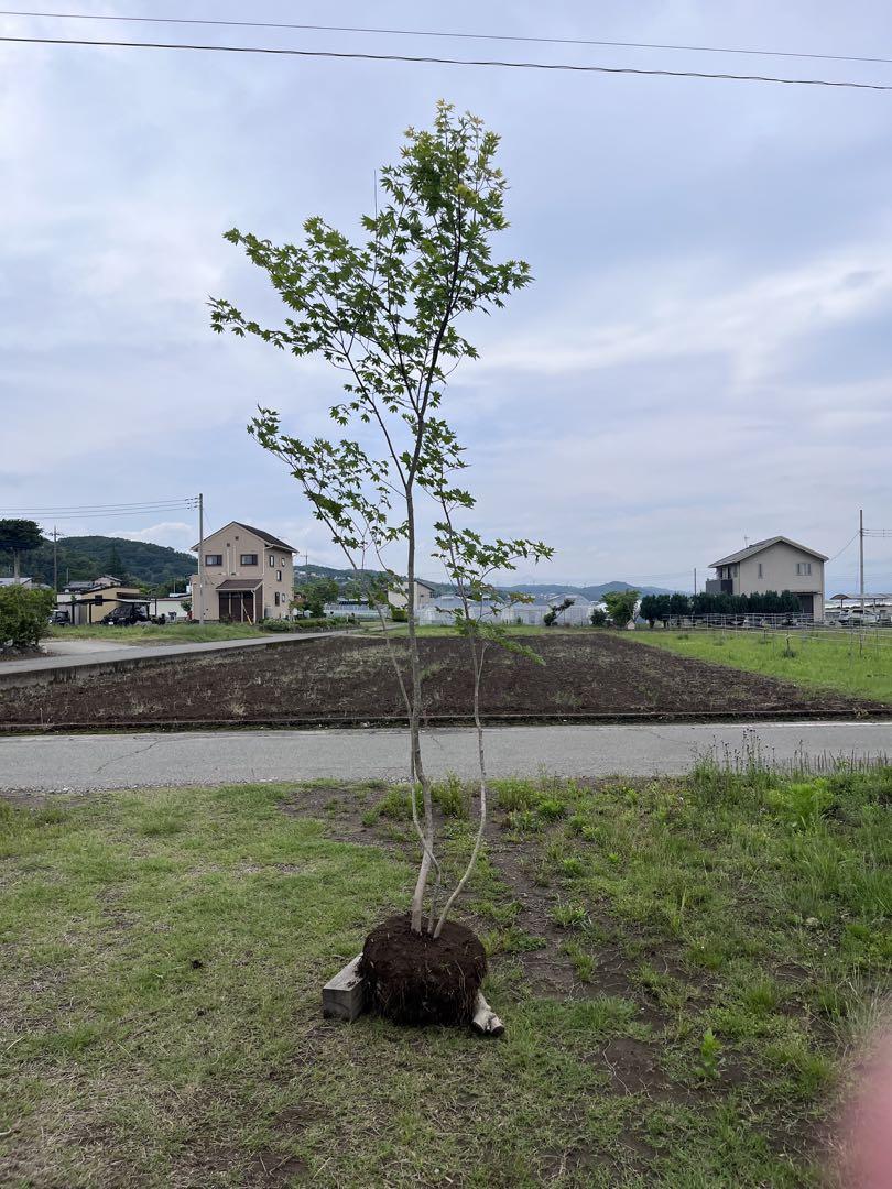 山採り コハウチワカエデ