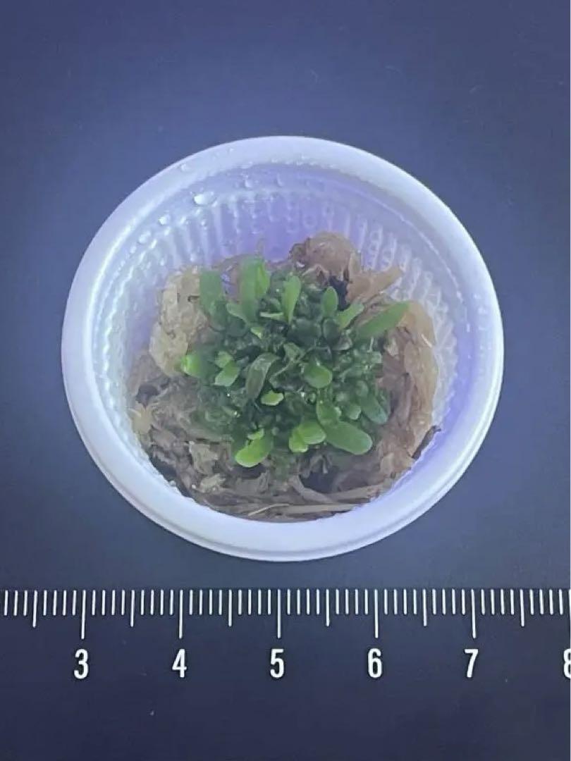 ナ*ト様 ビカクシダ　サラマンダー　9株 ビカクシダ salamander サラマンダー - メルカリ
