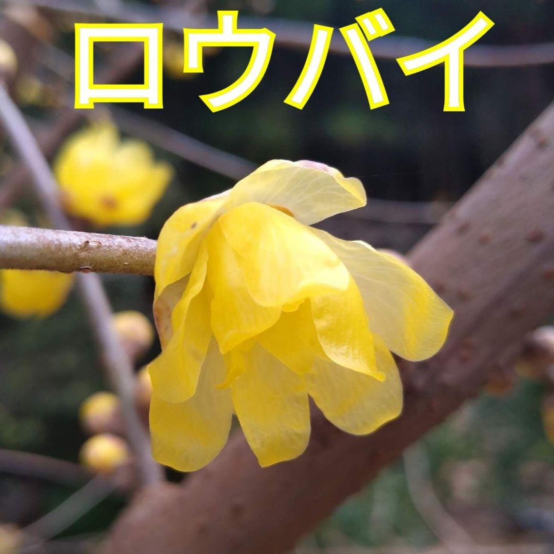 ロウバイの苗木