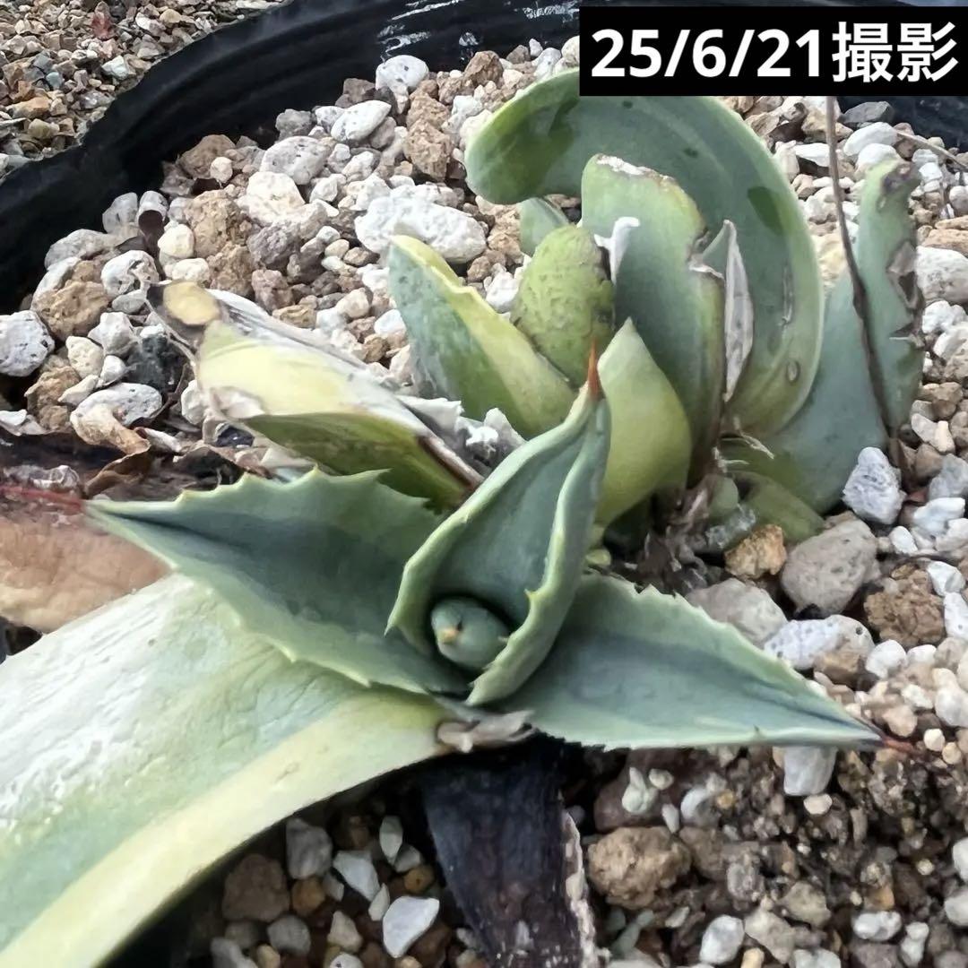 【良個体】アガベ オバティフォリア オルカ　綺麗な子株 縦割り 子株 速達発送 アガベ オバティフォリア オルカ 縦割り子株 抜き苗発送 - メルカリ