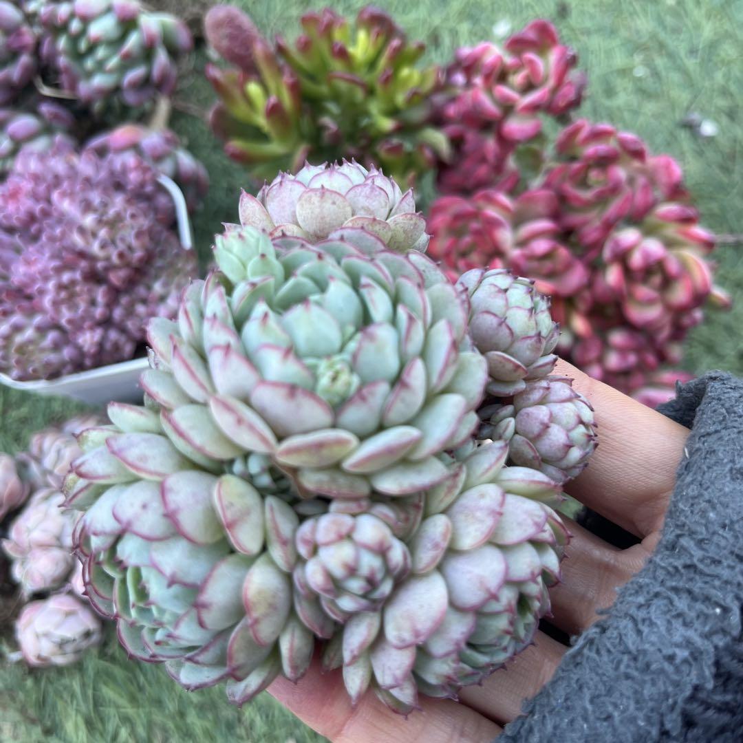 多肉植物 ブラックストライプ錦 1苗のみ エケベリア・セダム