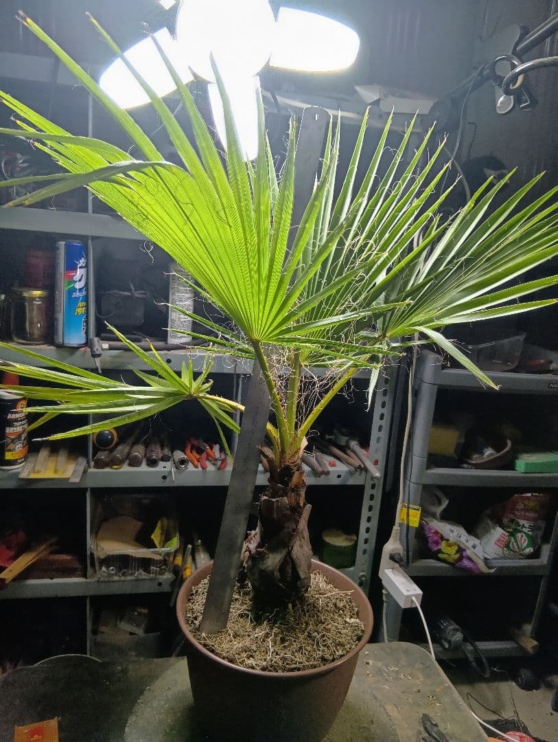 ワシントン ヤシの木 (インテリア用サイズ) ワシントン ヤシの木 (インテリア用サイズ)