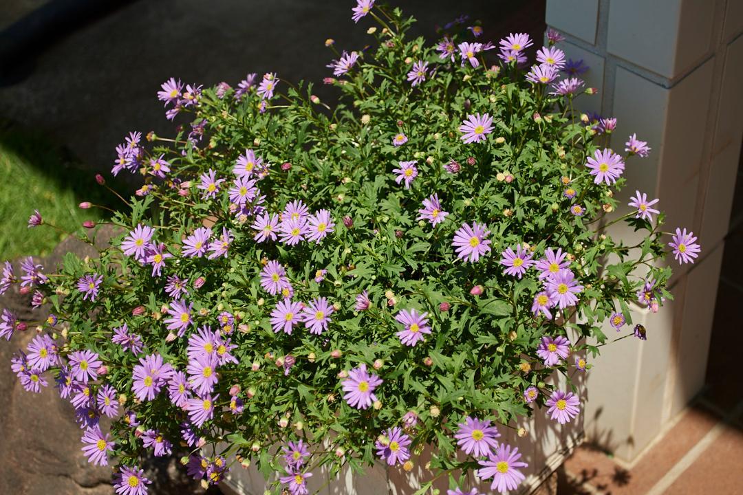 Nikon AF-S DX 18-55 f3.5-5.6G VR #L95