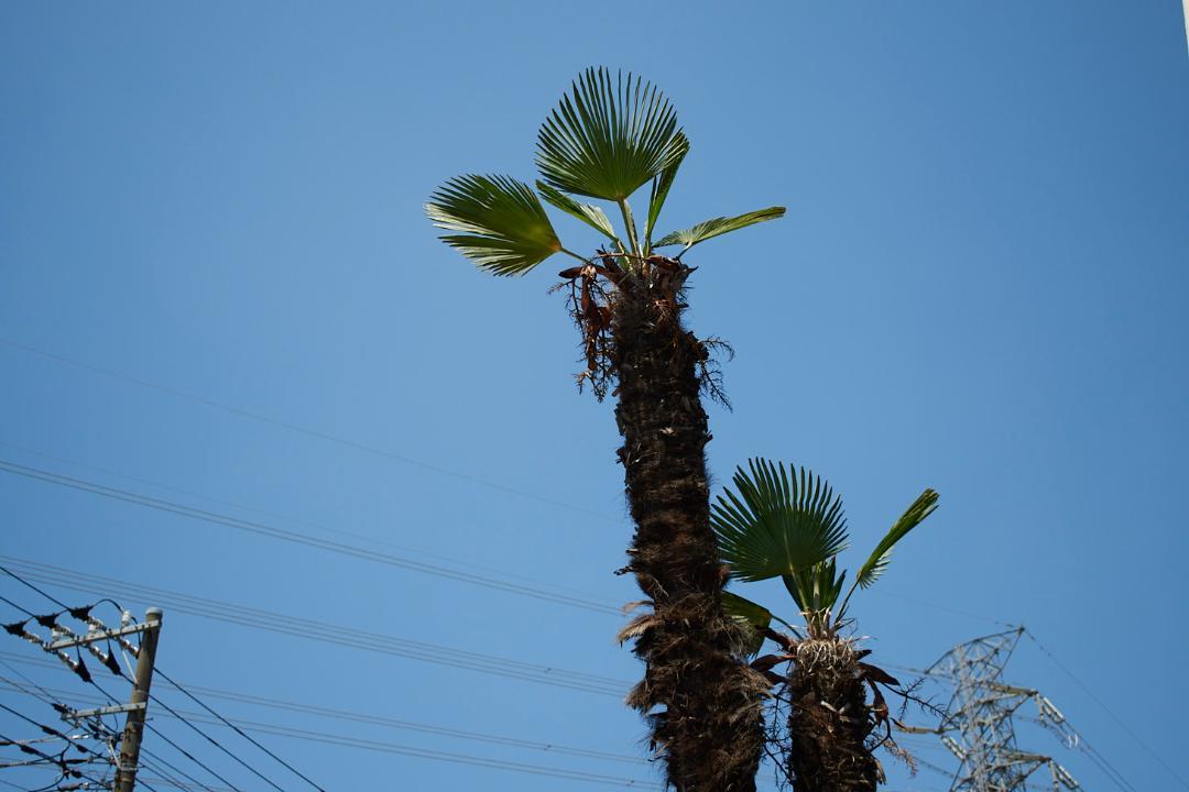 Nikon AF-S DX 18-55 f3.5-5.6G VR #L95