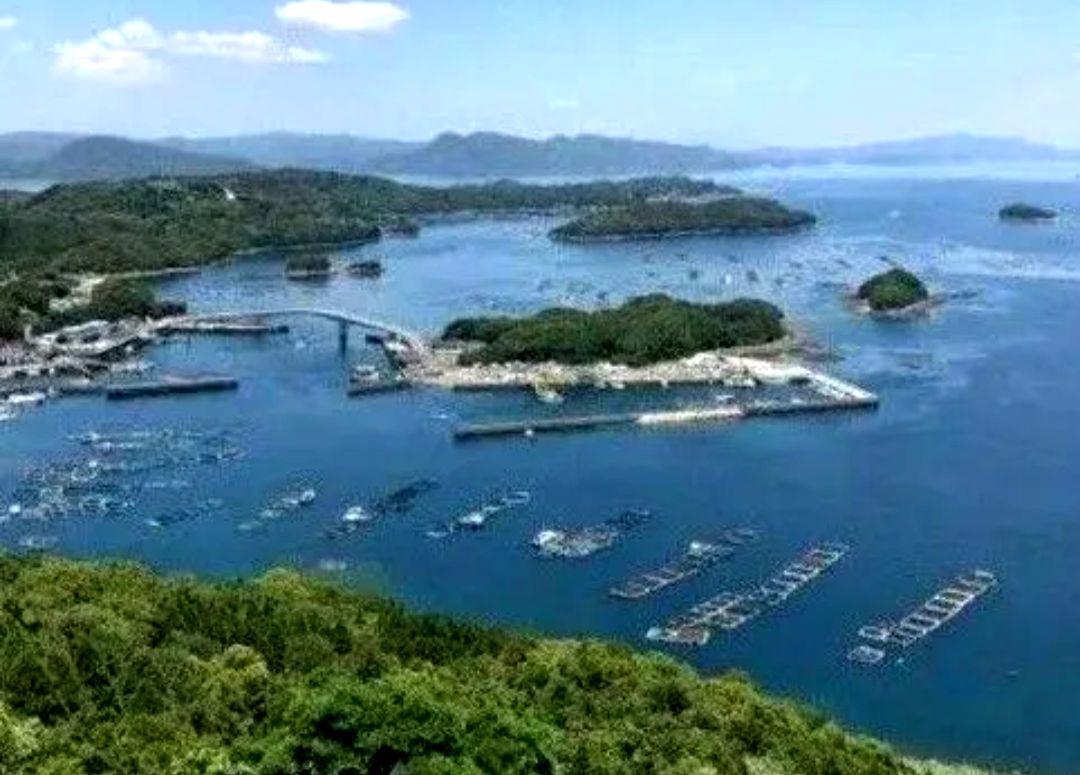 鹿児島県長島町産あおさ あおさのり 海苔 乾燥あおさ あおさ
