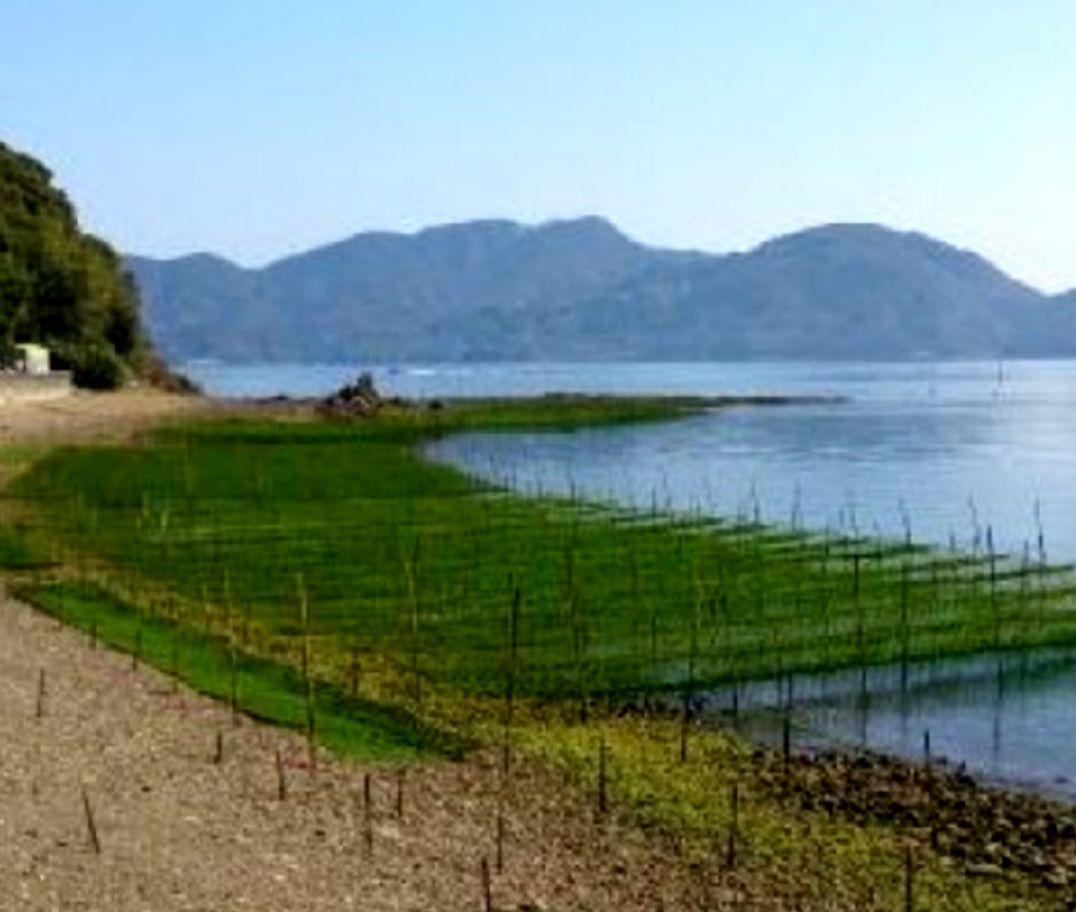 鹿児島県長島町産あおさ あおさのり 海苔 乾燥あおさ あおさ