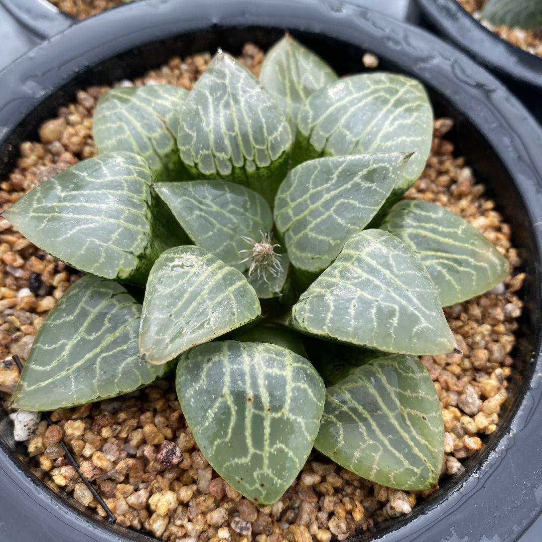 きありがと 多肉植物 3株同捆 本日の特別価格 tbov8-m76536516739 水晶凸窓コンプトニアーナ ハオルチア からお