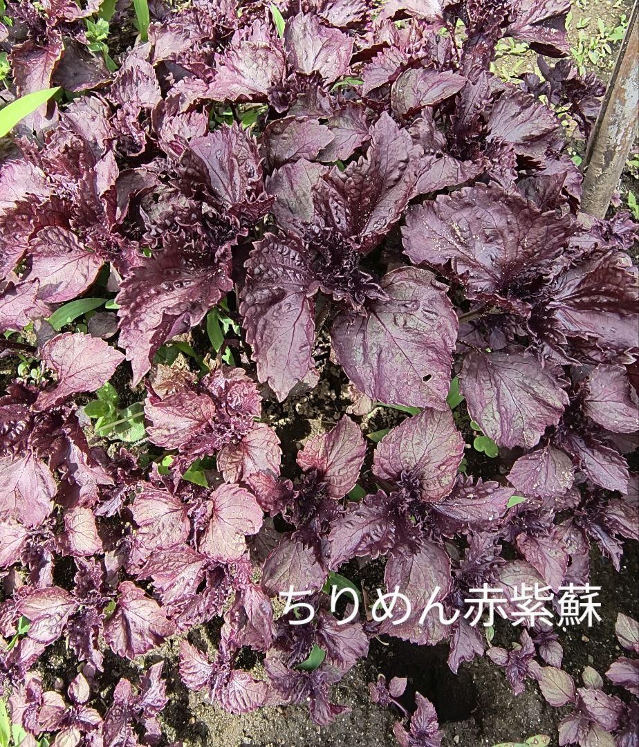 芸能人愛用 ちりめん赤紫蘇苗 15本以上 赤紫蘇苗 - メルカリ 葉菜