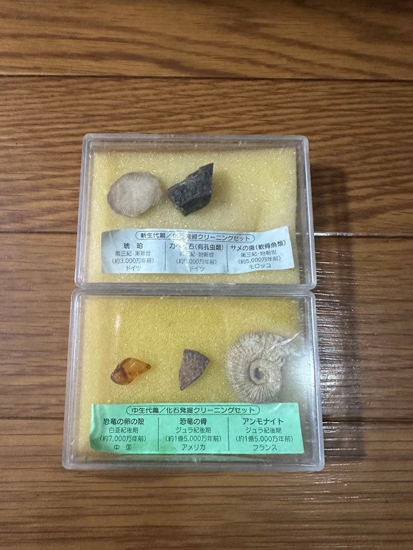 化石標本セット 5点 アンモナイトなど - メルカリ