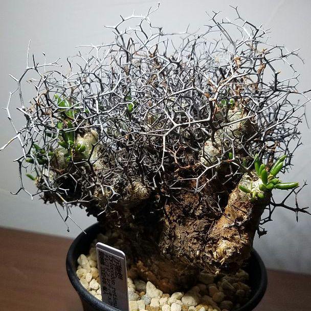 【最新入荷】 万物想 塊根植物 現地球 レティキュラータス チレコドン 塊根植物・コーデックス
